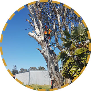 Tree maintenance