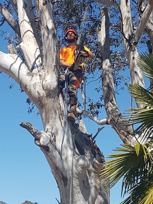 man cutting tree