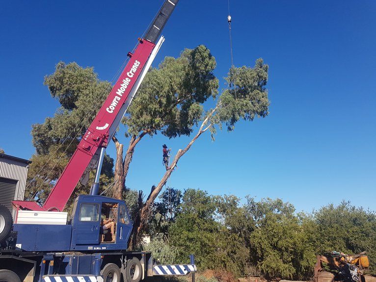 Man cutting trees