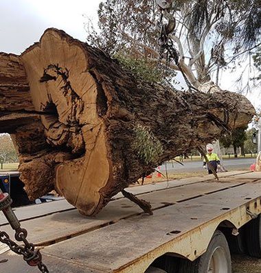 tree health
