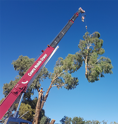 TREE RISK ASSESSMENTS