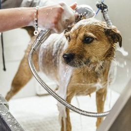 dog groomer