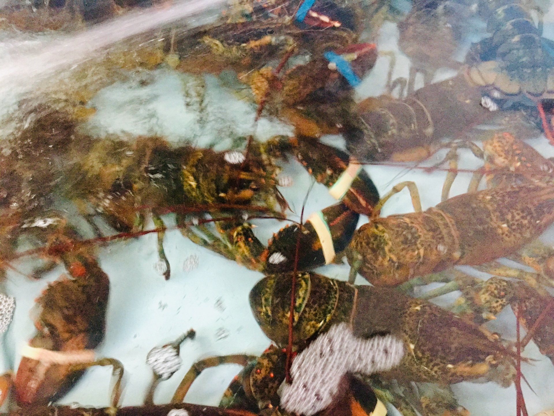 crostacei