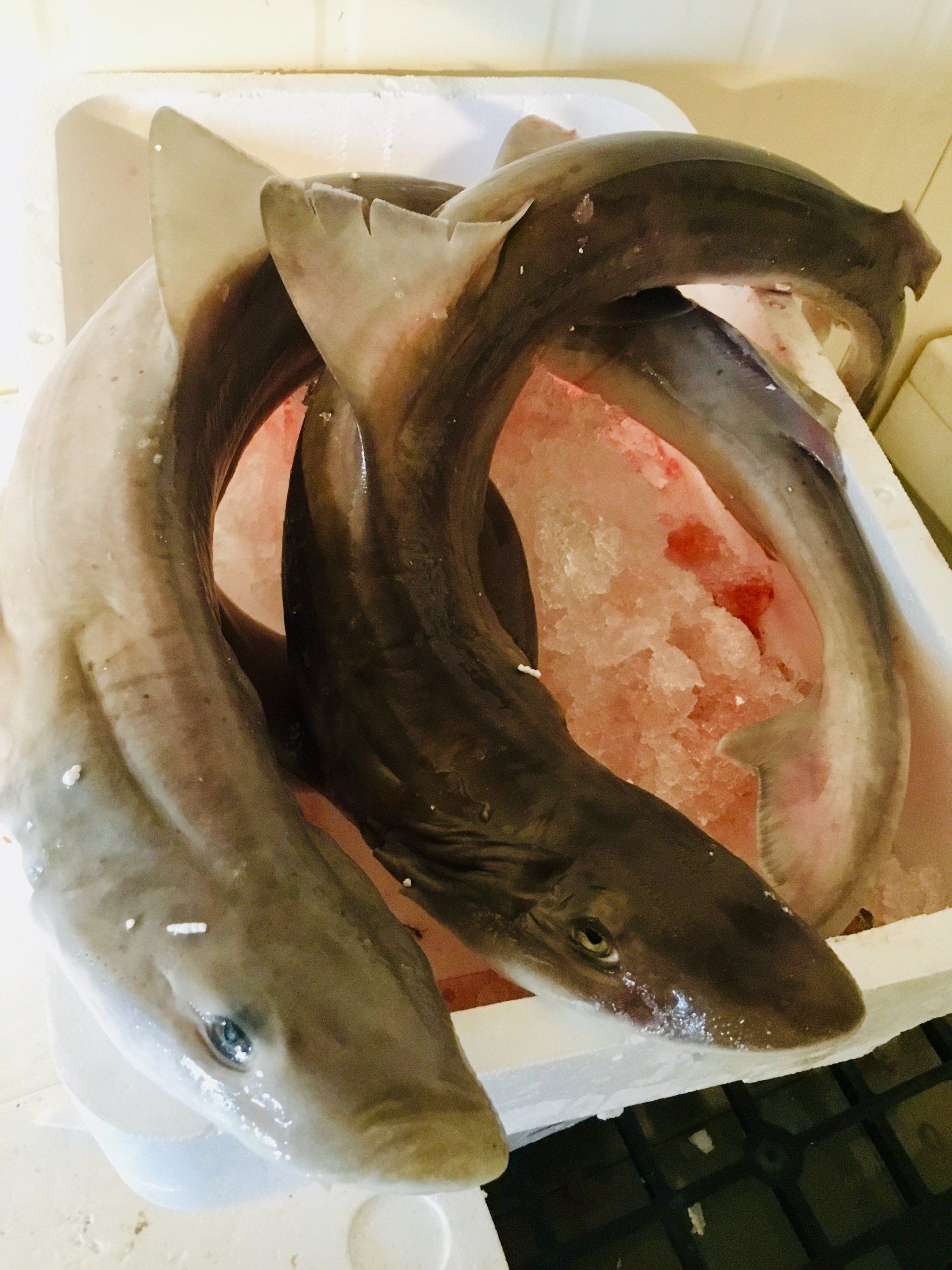 pesce
