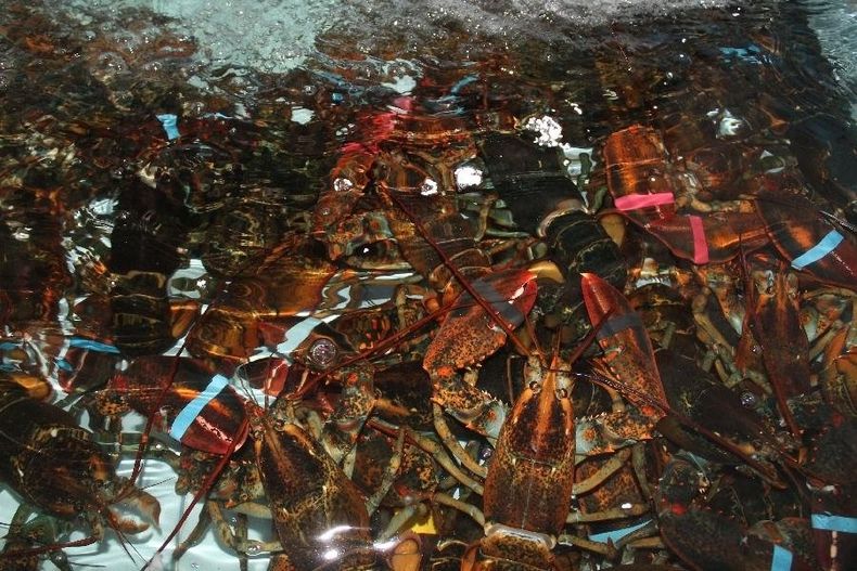 Pescheria Dolfi Fulvio