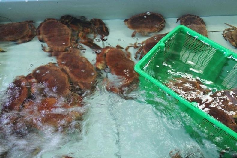 Pescheria Dolfi Fulvio