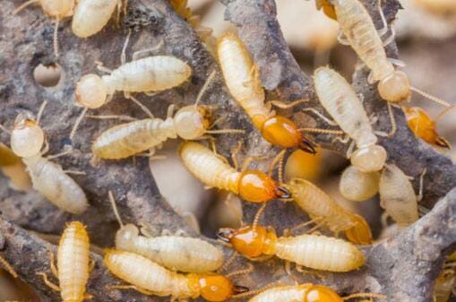 Group of Termites - Pest control in Pueblo West, CO
