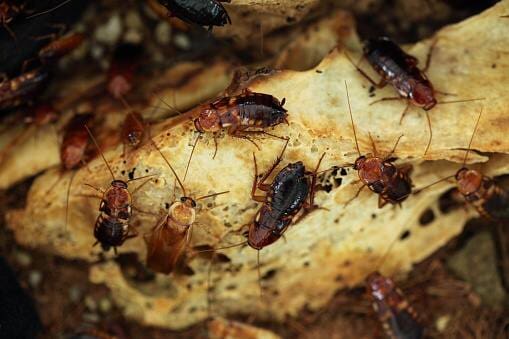 Group of Cockroach - Pest control in Pueblo West, CO