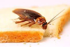 Cockroach on a slice of bread - Pest control in Pueblo West, CO