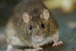 Rat problem - Pest control in Pueblo West, CO
