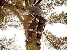 Arborist cutting branch — Tree Service in Wilmington, DE Arborist cutting branch — Tree Service in Wilmington, DE