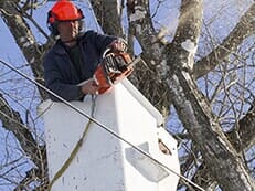 Trimming Trees — Tree Service in Wilmington, DE Trimming Trees — Tree Service in Wilmington, DE