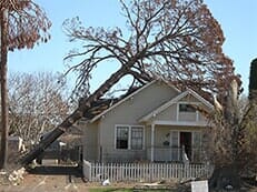 Falling Trees — Tree Service in Wilmington, DE Falling Trees — Tree Service in Wilmington, DE
