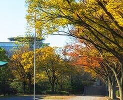 Sidewalk in the park in autumn — Tree Service in Wilmington, DE Sidewalk in the park in autumn — Tree Service in Wilmington, DE