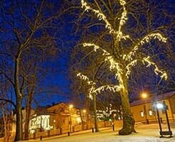 Night scene with trees — Tree Service in Wilmington, DE Night scene with trees — Tree Service in Wilmington, DE