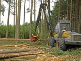 Felling of the forest — Tree Service in Wilmington, DE Felling of the forest — Tree Service in Wilmington, DE