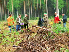 Planting trees in the forest — Tree Service in Wilmington, DE Planting trees in the forest — Tree Service in Wilmington, DE