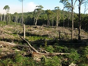 Deforestation — Tree Service in Wilmington, DE Deforestation — Tree Service in Wilmington, DE