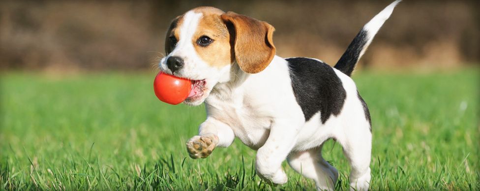 Pet Boarding Bryan, College Station, Brenham, Hearne, Caldwell, Madisonville, Chapel Hill & Navasota, TX