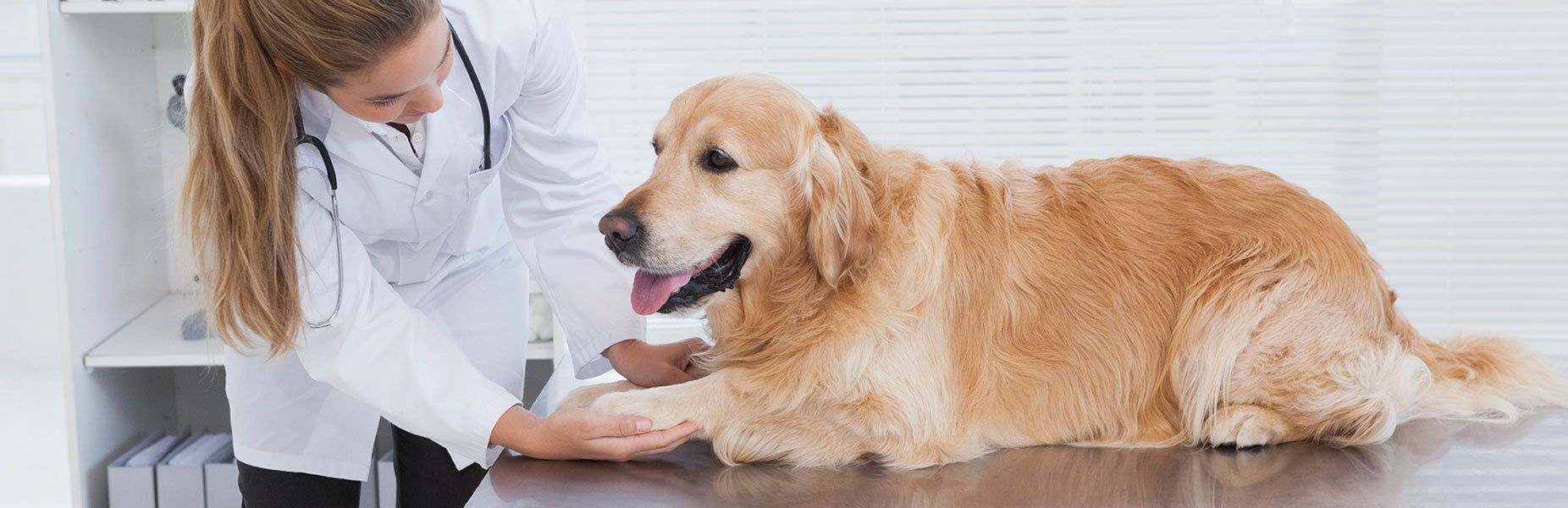 Veterinary Care College Station, TX