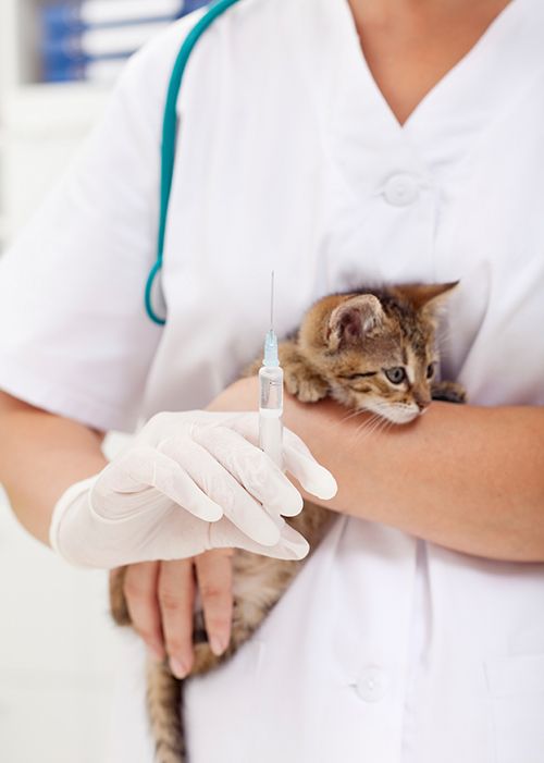 Pet Vaccinations Bryan, College Station, Brenham, Hearne, Caldwell, Madisonville, Chapel Hill & Navasota, TX