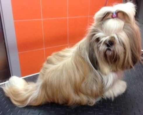 taglio pelo cane