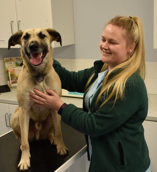 Archway Veterinary Centre Chepstow | General Anaesthesia