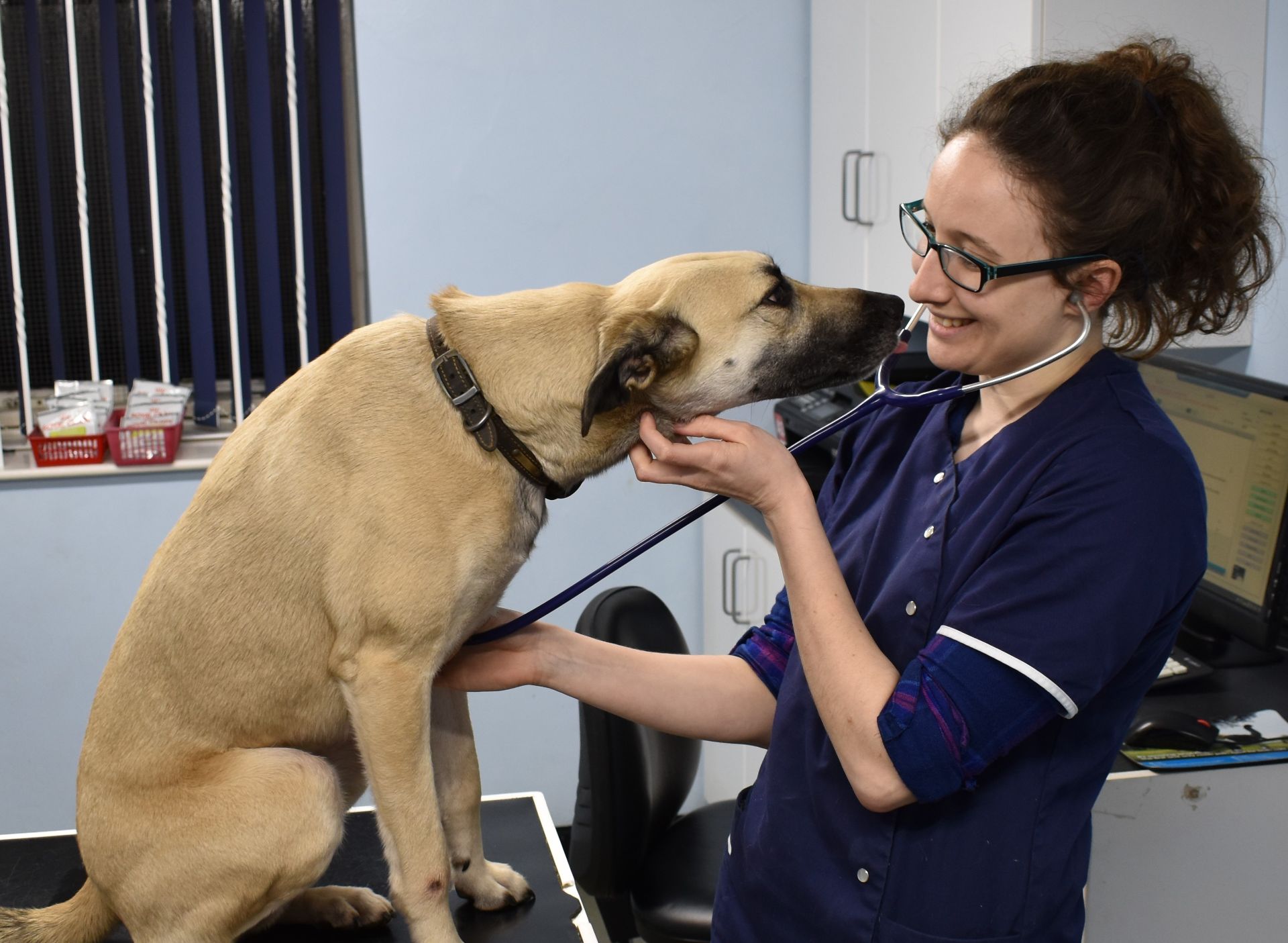 Archway Veterinary Centre Chepstow | General Anaesthesia