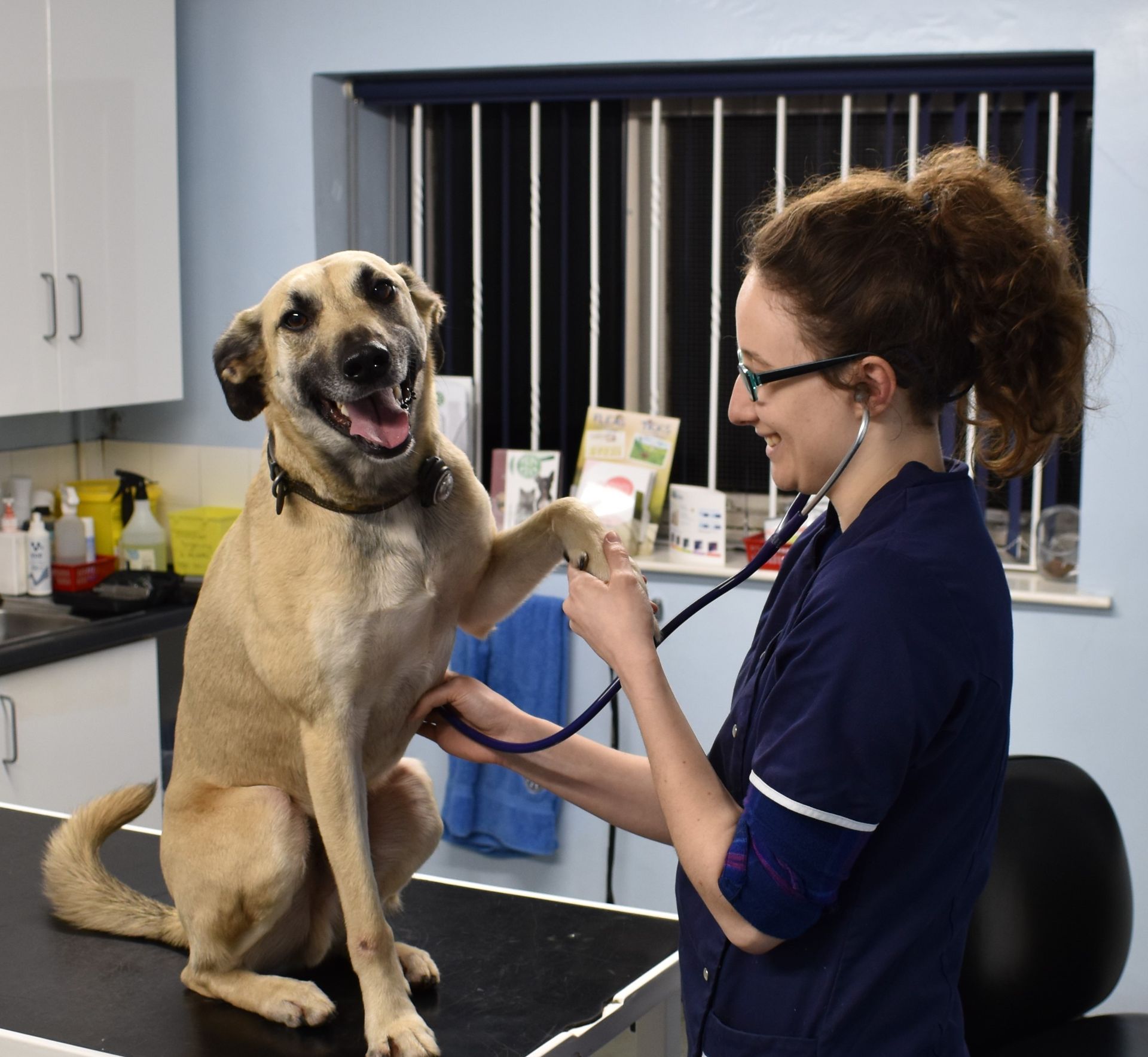 Archway Veterinary Centre Chepstow | Pet Passports