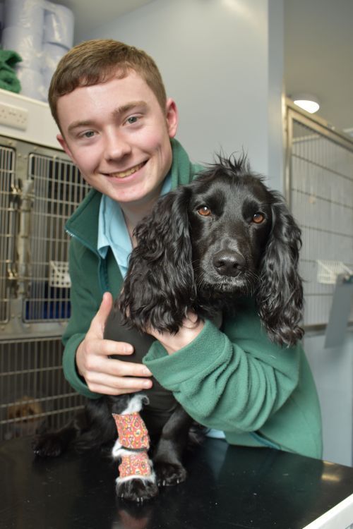 Archway Veterinary Centre Chepstow | General Anaesthesia