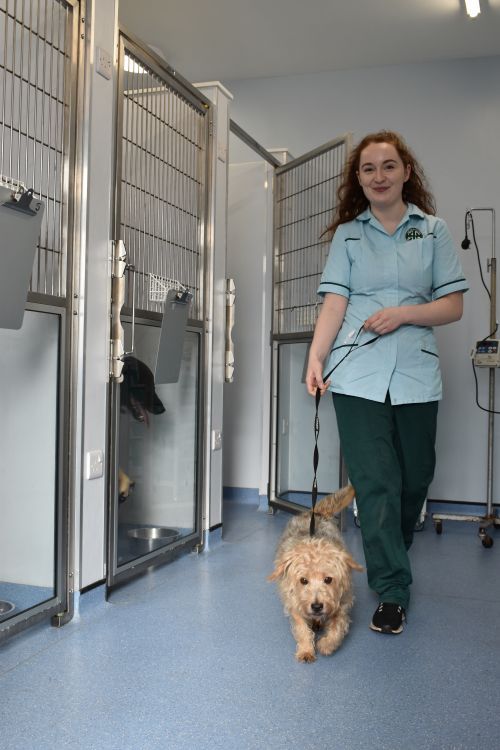 Archway Veterinary Centre Chepstow | General Anaesthesia
