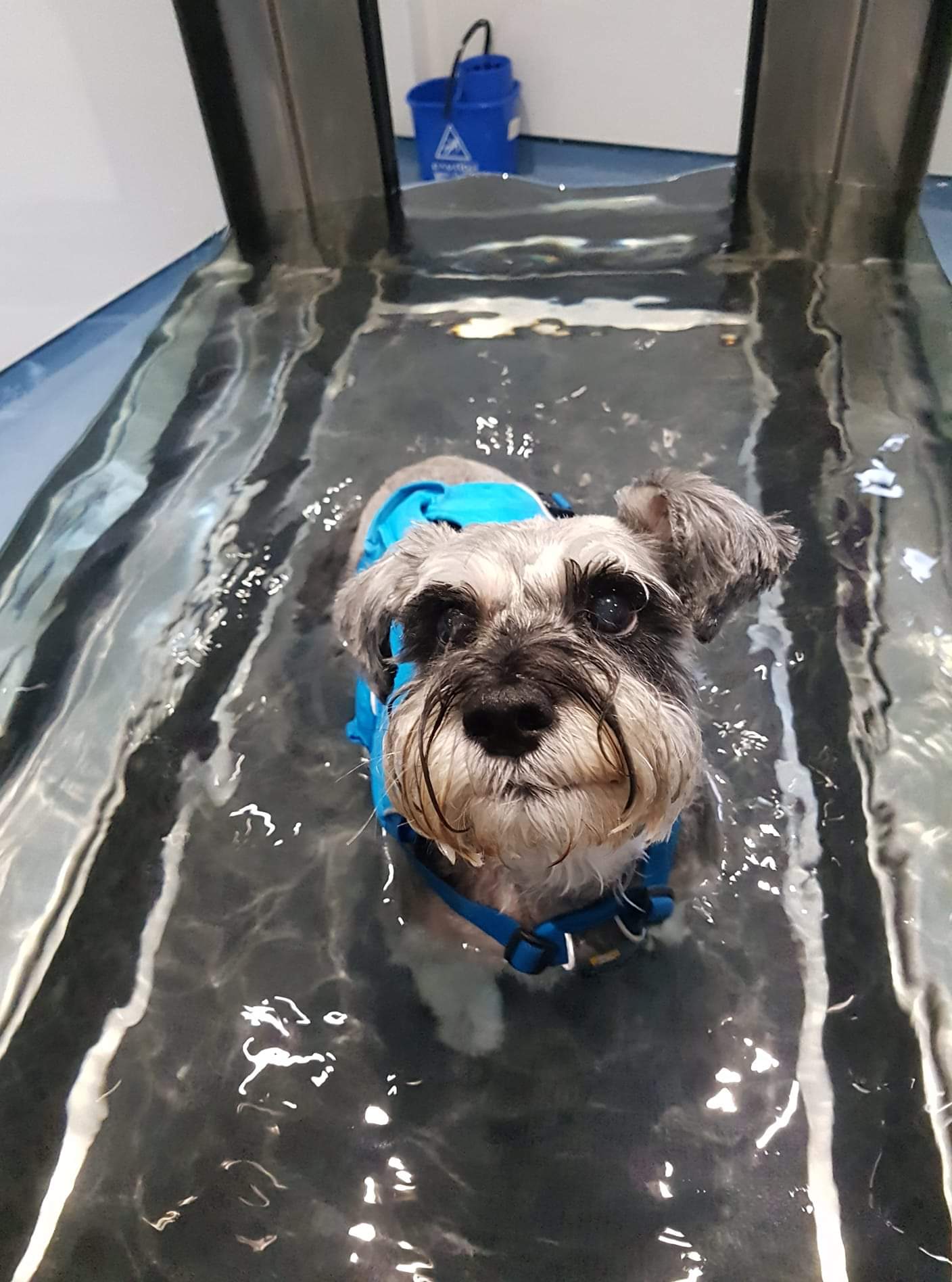 Archway Veterinary Centre Chepstow | Hydrotherapy