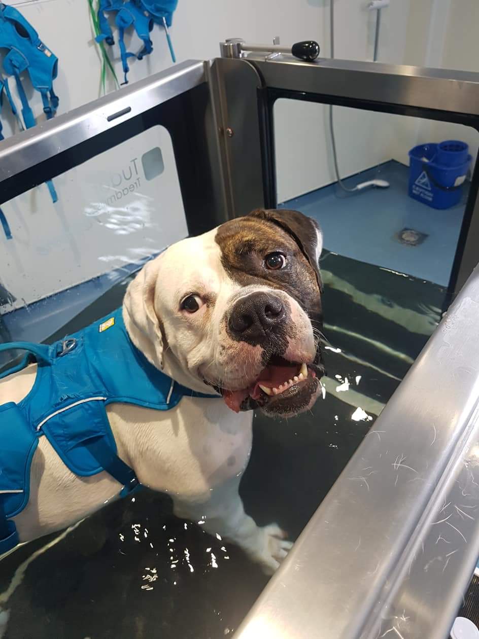 Archway Veterinary Centre Chepstow | Hydrotherapy