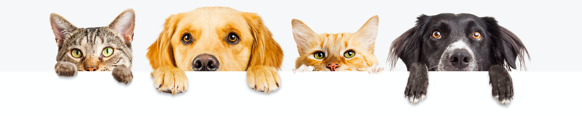 Archway Veterinary Centre Chepstow