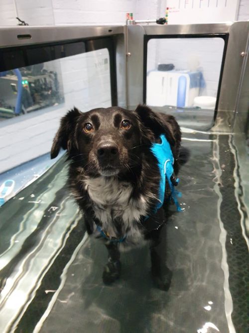 Archway Veterinary Centre Chepstow | Hydrotherapy