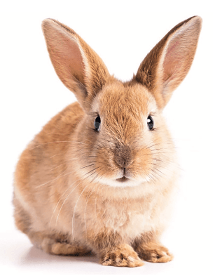 Archway Veterinary Centre Chepstow | Vaccinations