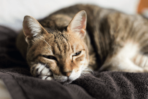 Staff | Archway Veterinary Centre Chepstow
