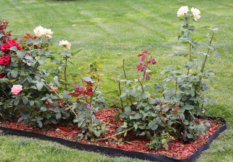 A garden bed with red and cream-colored roses surrounded by red mulch and black landscape edging on a green lawn.