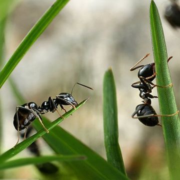 Stop ant - Pest Control in Spring Hill, FL