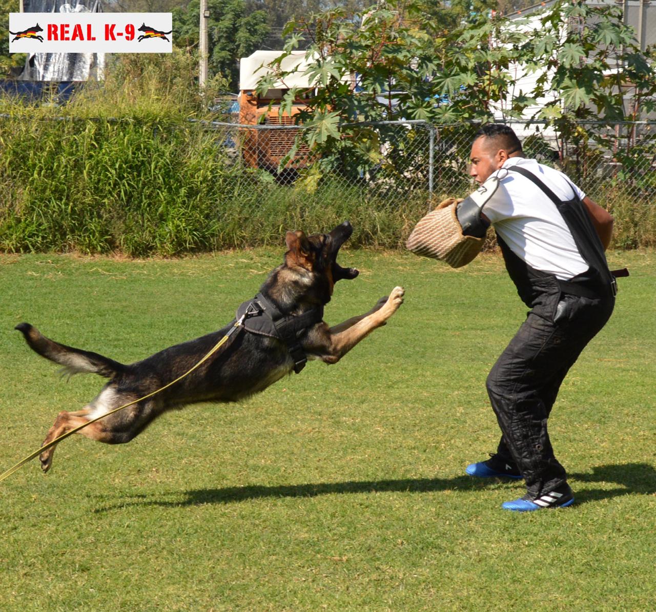 Entrenamiento IPO