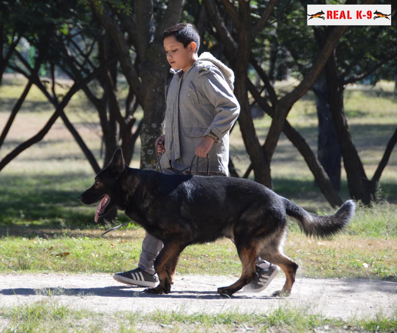 familia Real K9