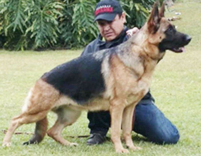 pastor aleman de belleza