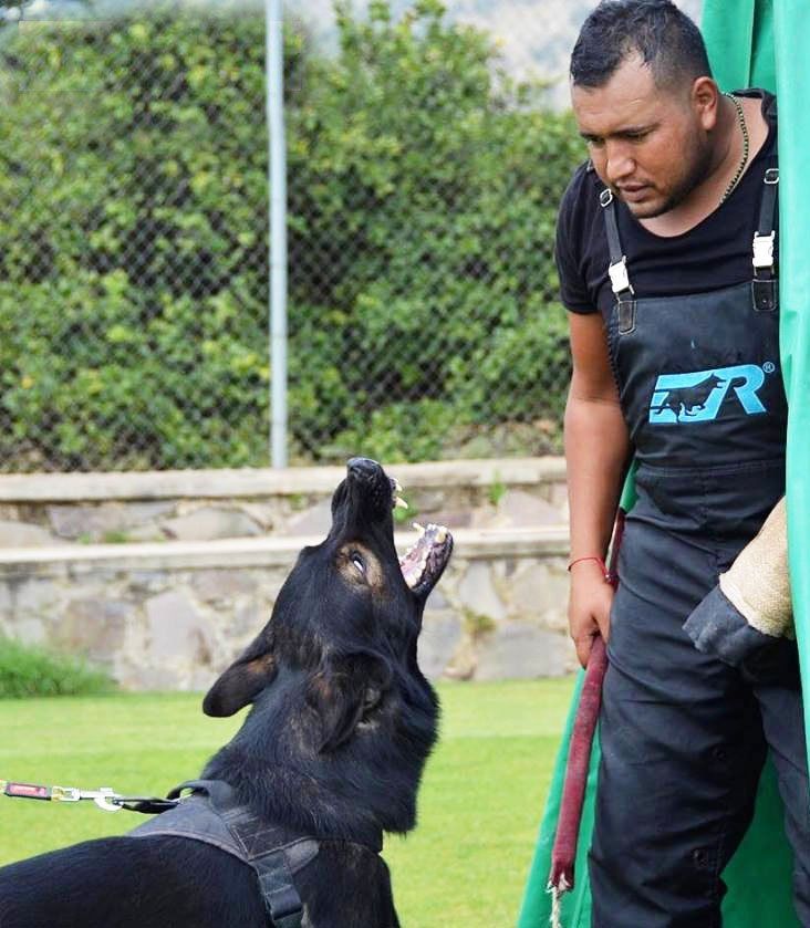 Pastor Aleman entrenamiento