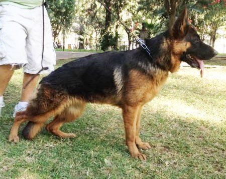 escuela para perros guadaaljara