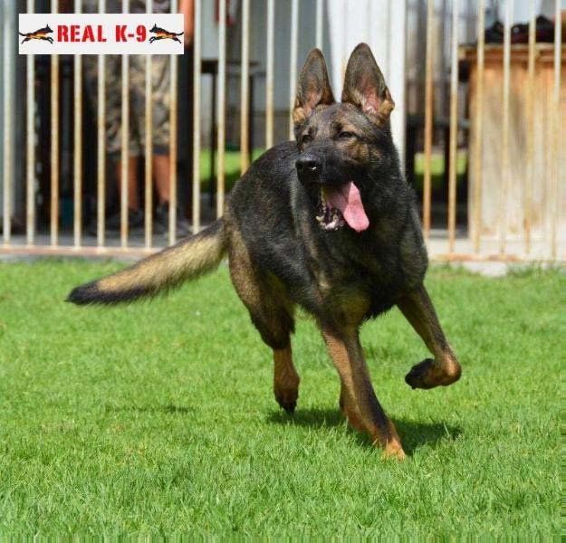 Fara Real K9