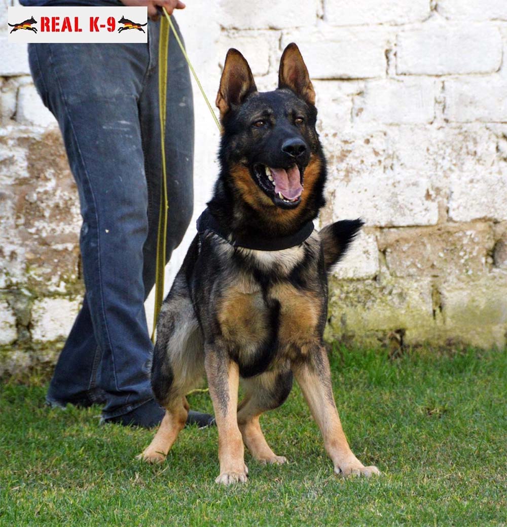 Otto Real K9