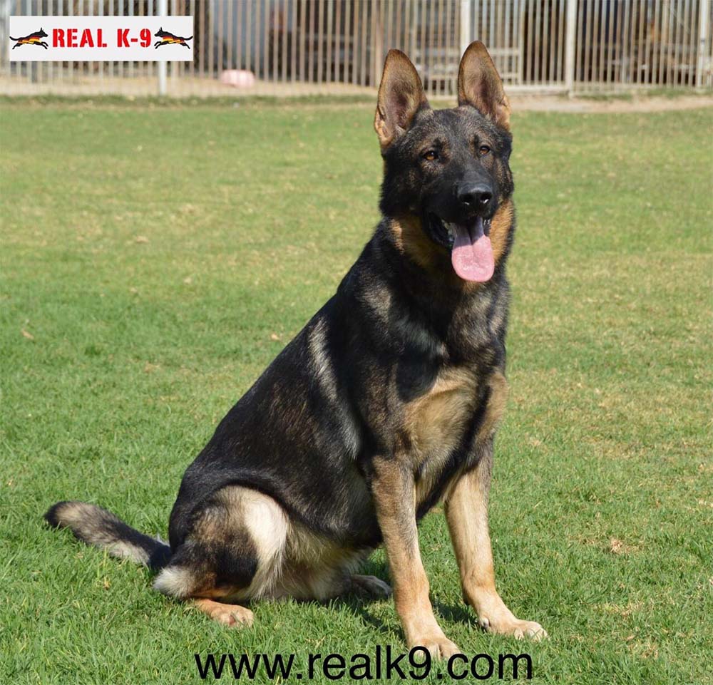 Otto Real K9