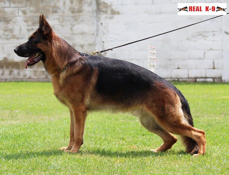Lago Real K9