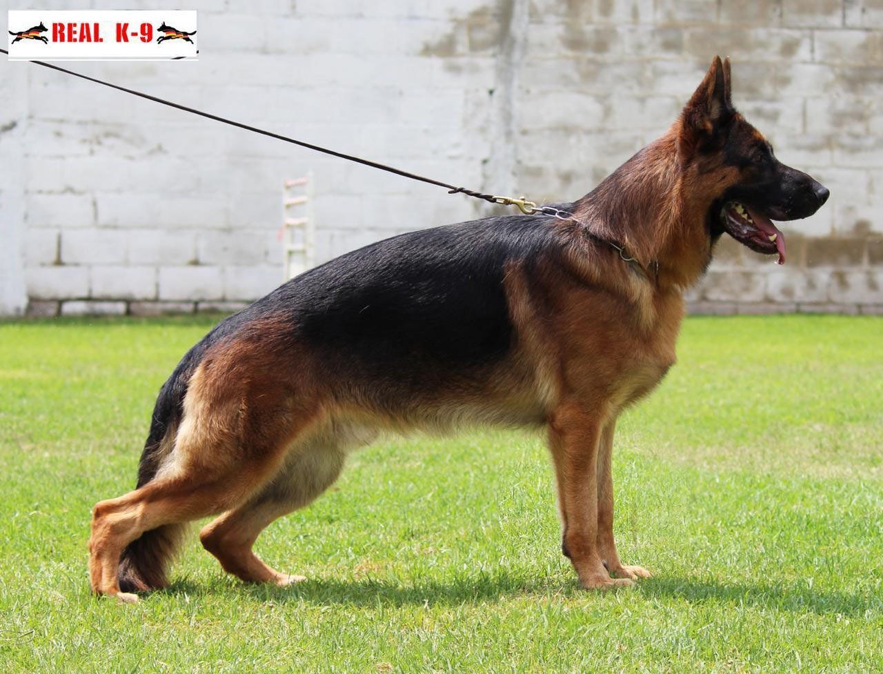 Lago Real K9