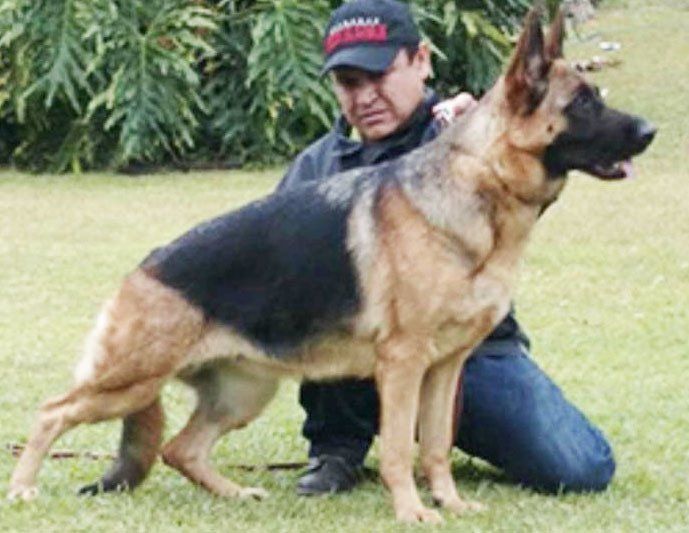 pastor aleman en sinaloa